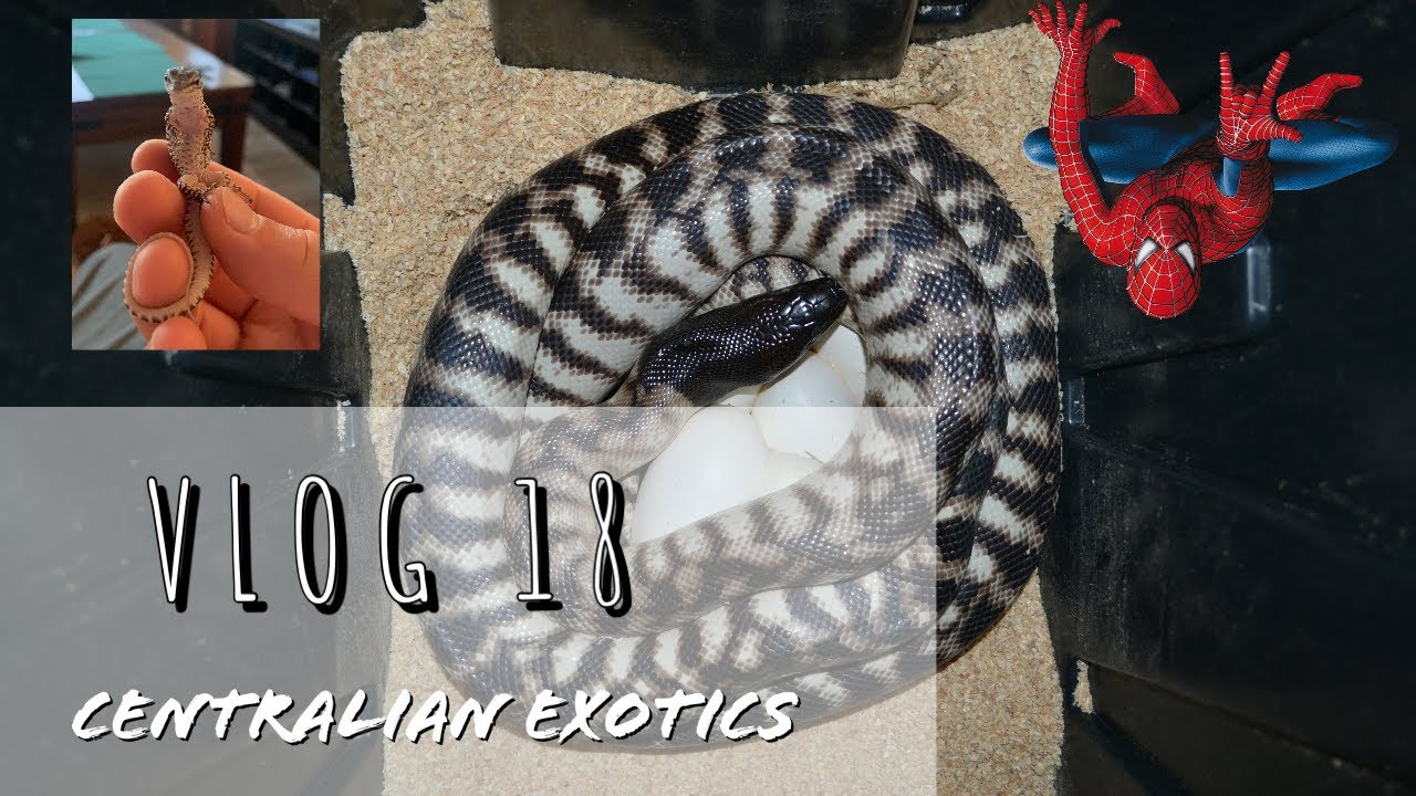 Baby Ackie Monitors, Western Black Headed Python Eggs, Indigo Snake Update, Oh My! - VLOG 18
