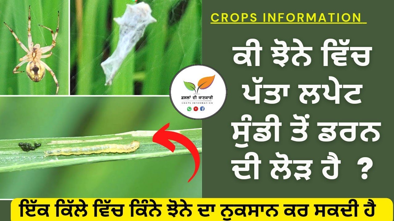 ਇੱਕ ਮੱਕੜੀ 100 ਫ਼ਾਇਦੇ  Leaf folder of paddy management