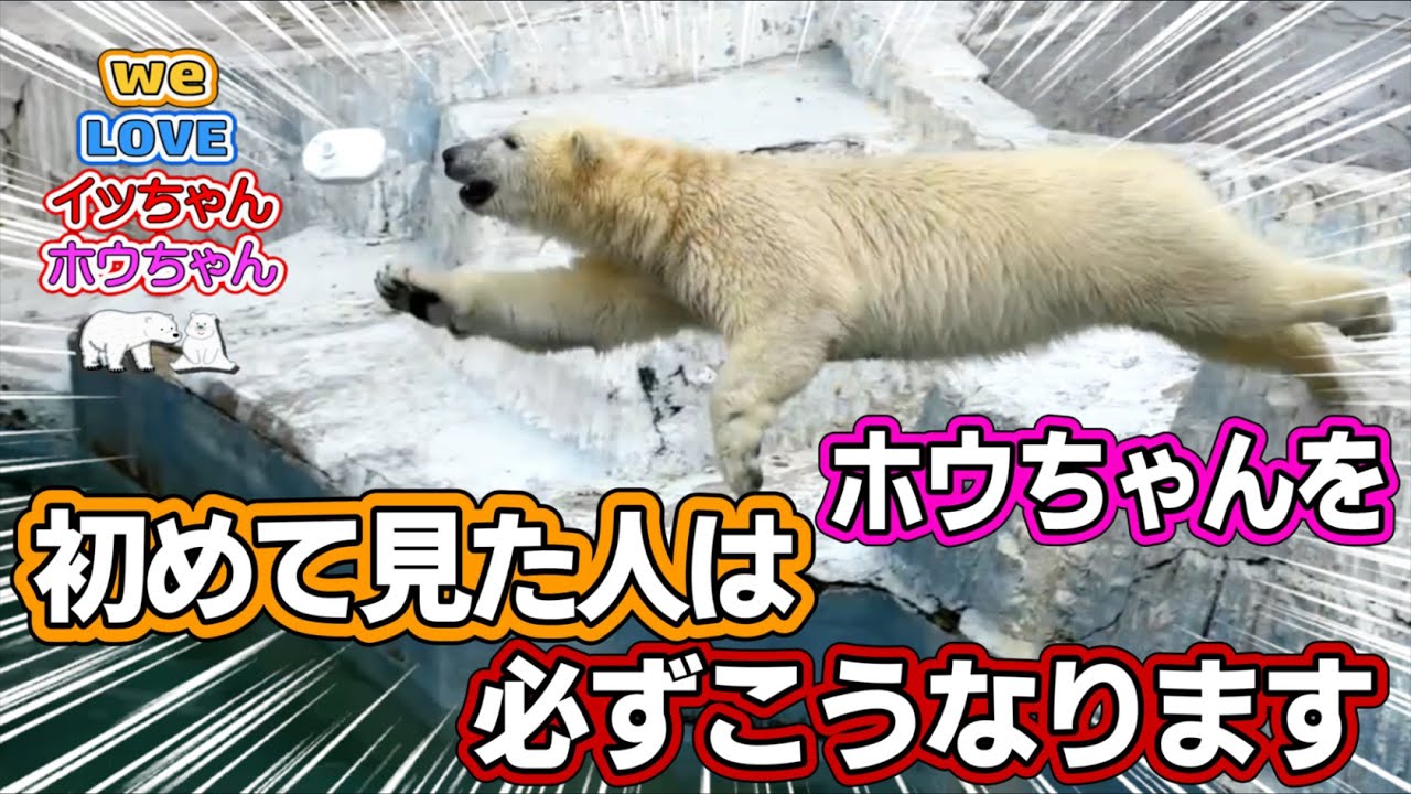 初めてホウちゃんを見に来た人の反応が面白い動画です。多分皆さんも初めてホウちゃんを見ると、この人たちと同じ様になります。どうぞ疑似体験してくださいね。【イッちゃんホウちゃん】