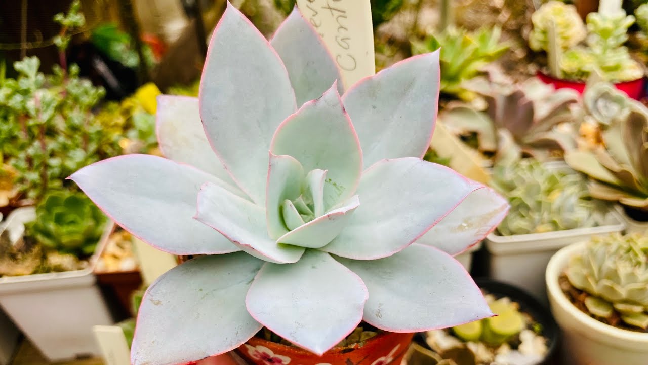 SUCULENTAS DE MEIA SOMBRA CULTIVADAS EM ESTUFA 