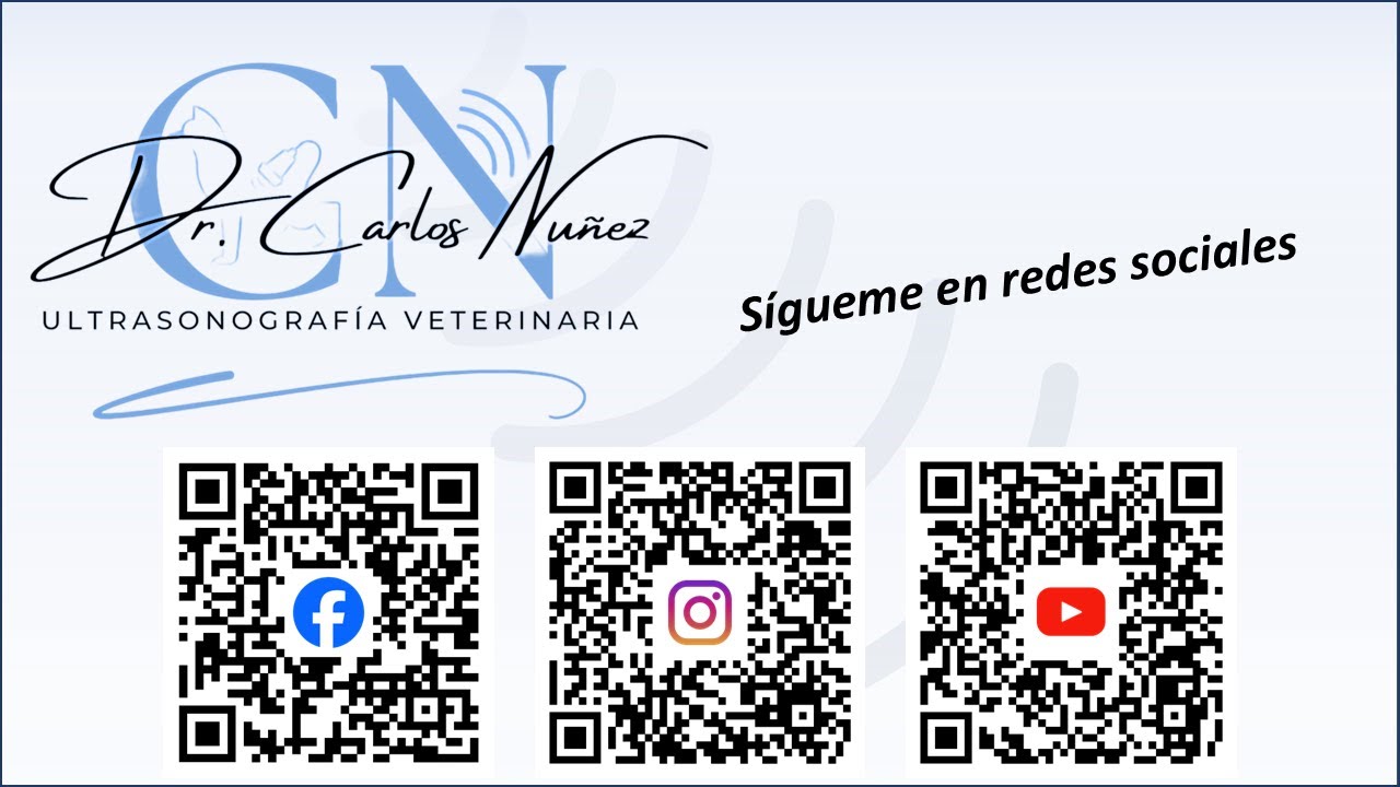 Ultrasonido & Obstrucción uretral canino