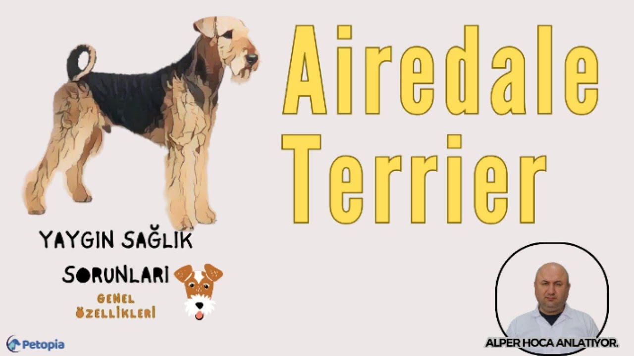 Airedale Terrier Yaygın Sağlık Sorunları