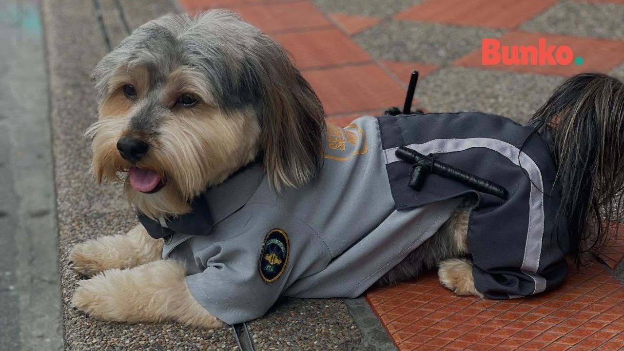 Cuida carteras, pero roba corazones: la historia de Celadog el perrito guardi&aacute;n🚨🐾