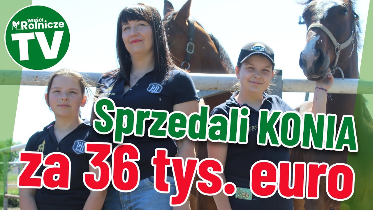 Za 36 tys. euro sprzedali konia na aukcji