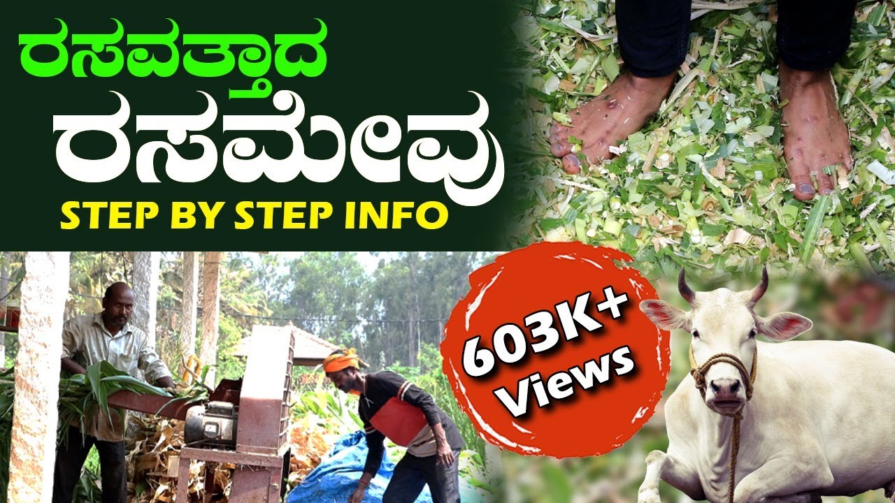 ವರ್ಷದ 365 ದಿನವೂ ದನಕರುಗಳಿಗೆ ಹಸಿಮೇವು(ರಸಮೇವು) | Silage preparation process #rasamevu