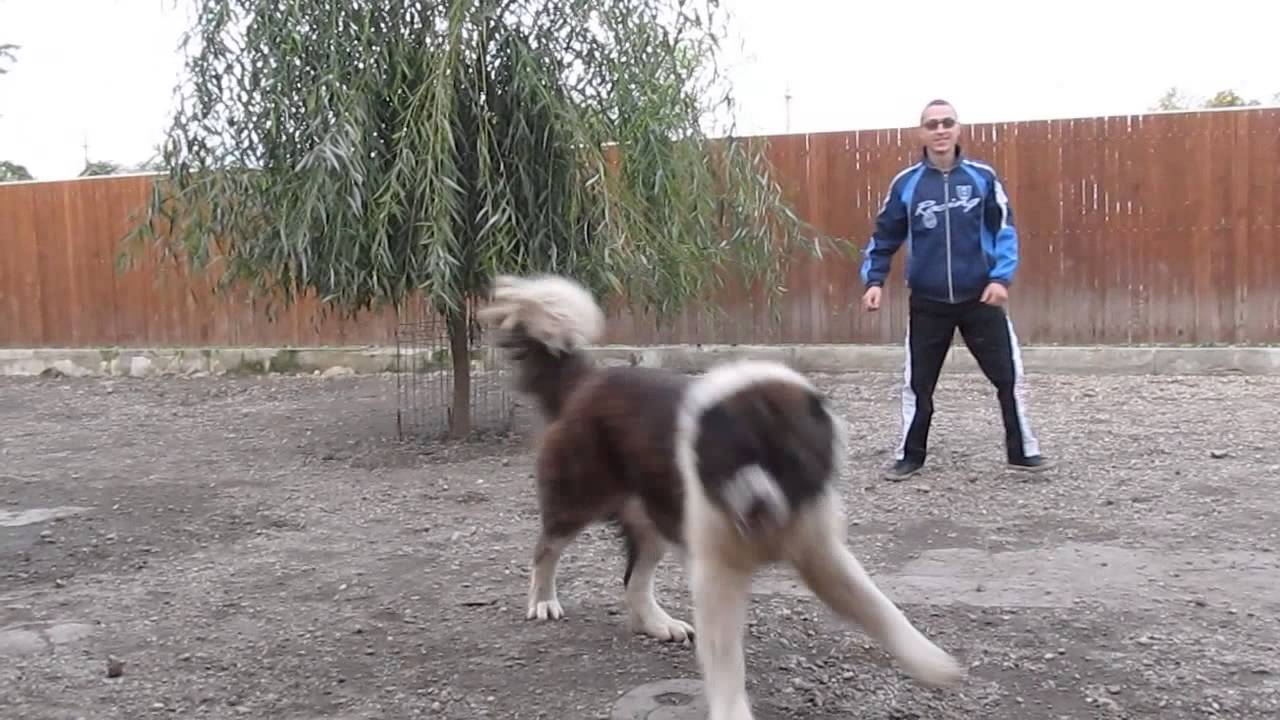 Caucasian Shepherd dog – a protection dog vs. the best friend