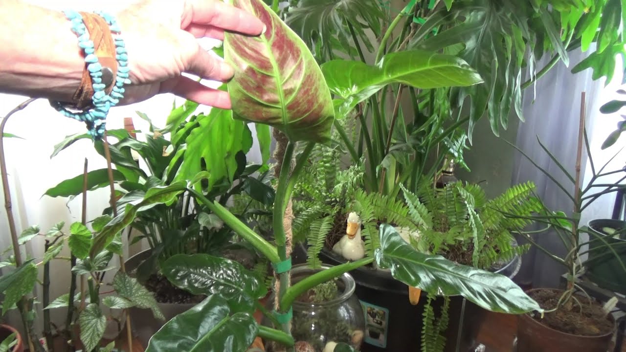 PHILODENDRON SUBHASTATUM Update & Care