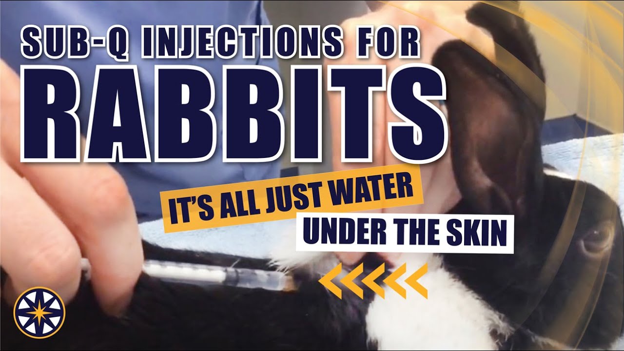 Subcutaneous Injections for Rabbits