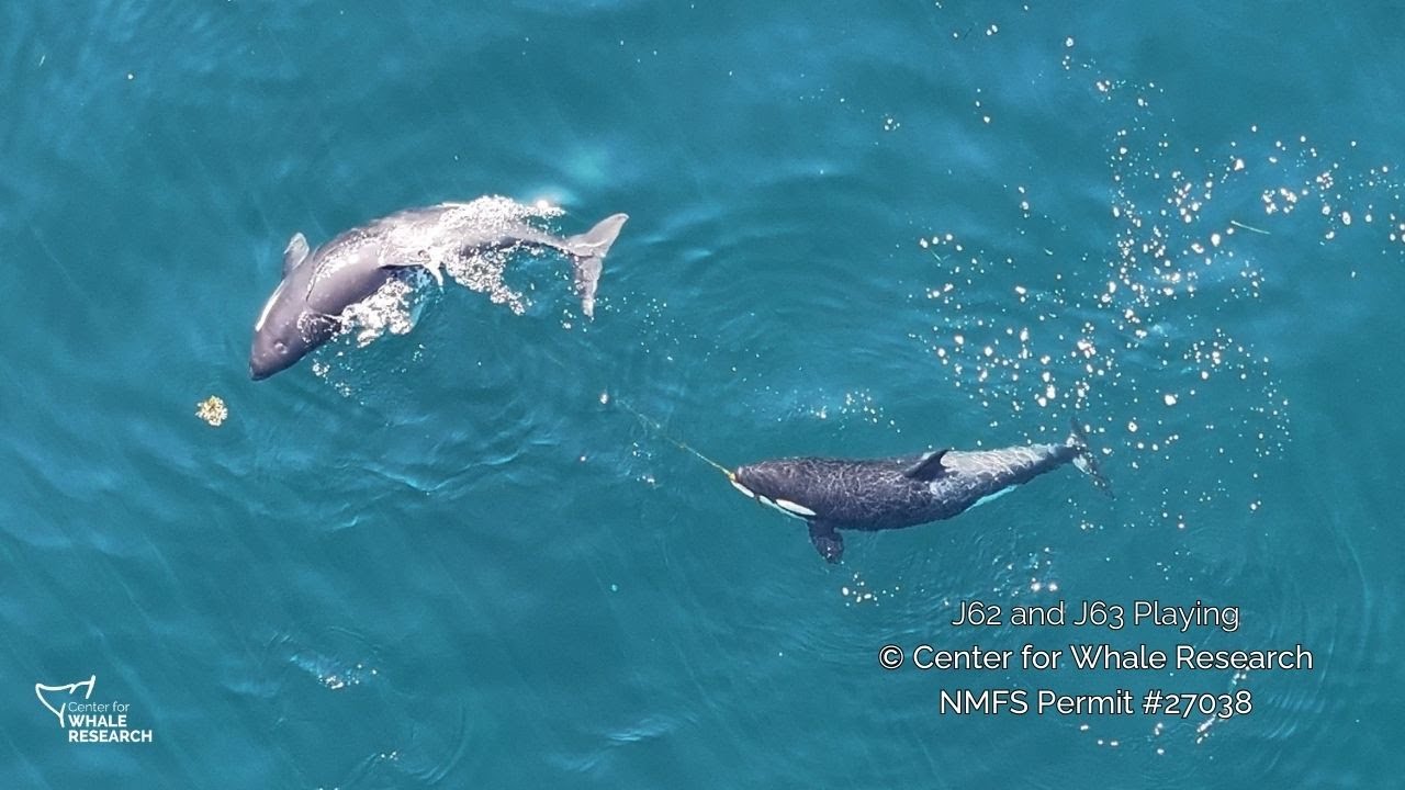 Calves J62 and J63 Playing with Kelp | September 9, 2025