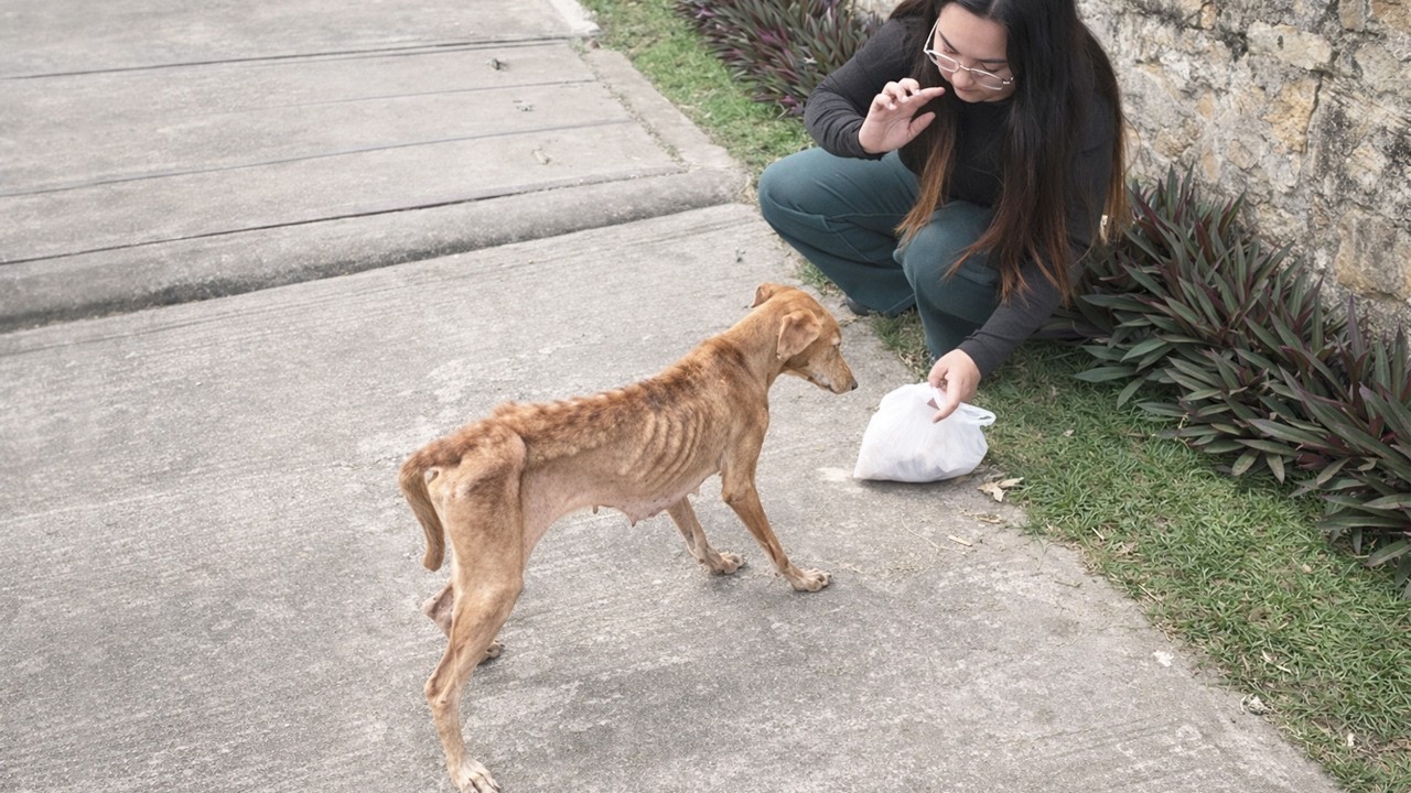 Kind Strangers Rescue a Severely Malnourished Dog and Help Her Stand Again