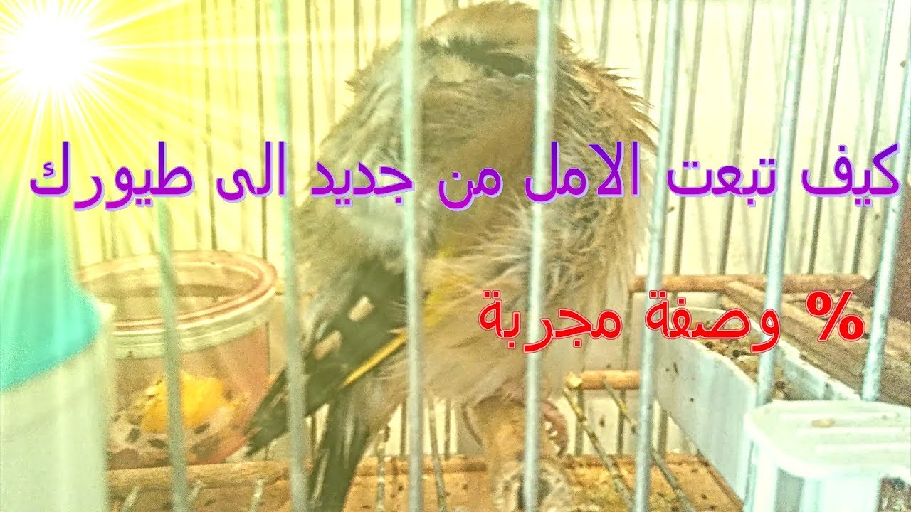 وصفة مبتكرة لعلاج الطيور من تعدد الامراض الخطيرة