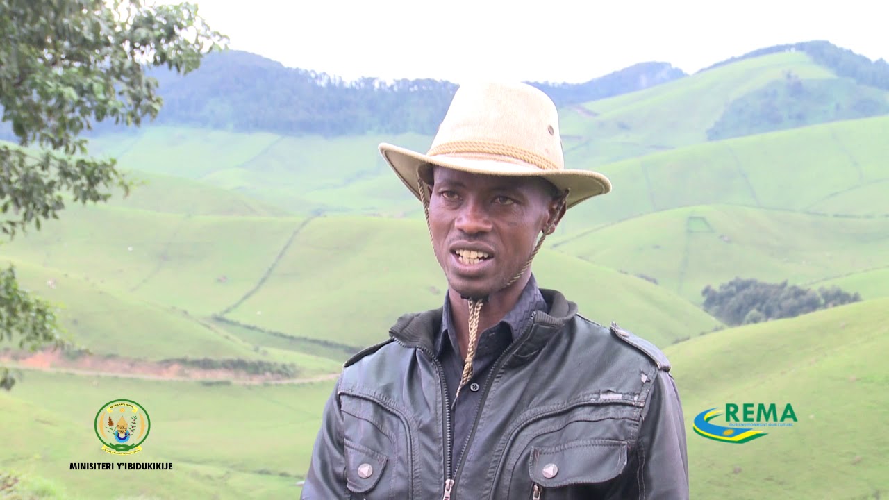 Gutunganya Inzuri mu bice Bikikije Pariki ya Gishwati - Mukura Byongereye Umusaruro w'Ubworozi