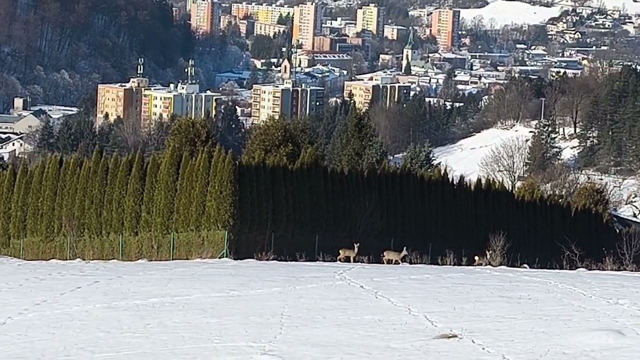 Srnky oko potešili...20.1.26