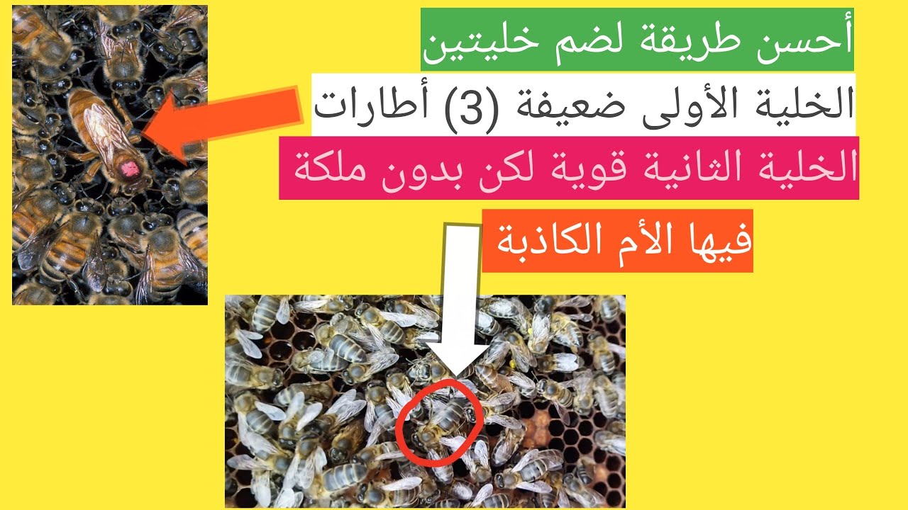 #أحسن