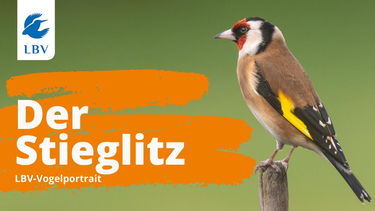 Der Stieglitz (Carduelis carduelis) Steckbrief + Gesang. Vogelarten kennen lernen mit den Experten!