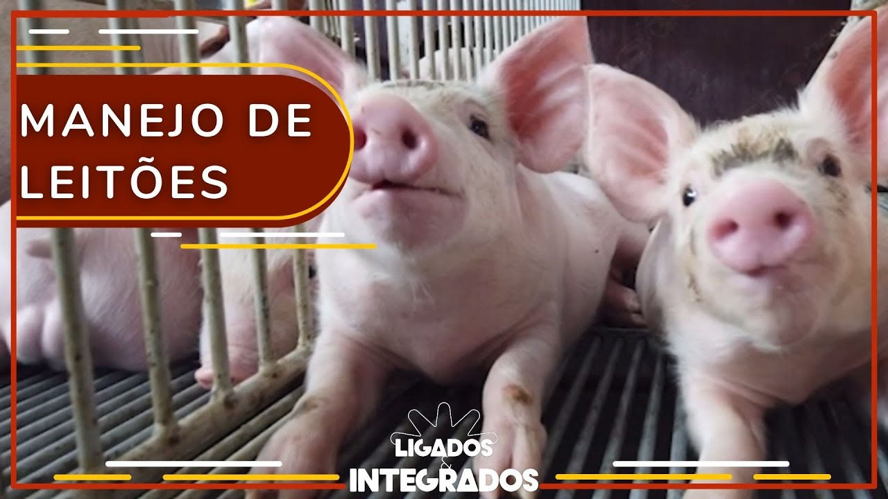 Suínos: como evitar a mortalidade dos leitões? | Ligados & Integrados – 11/03/2021