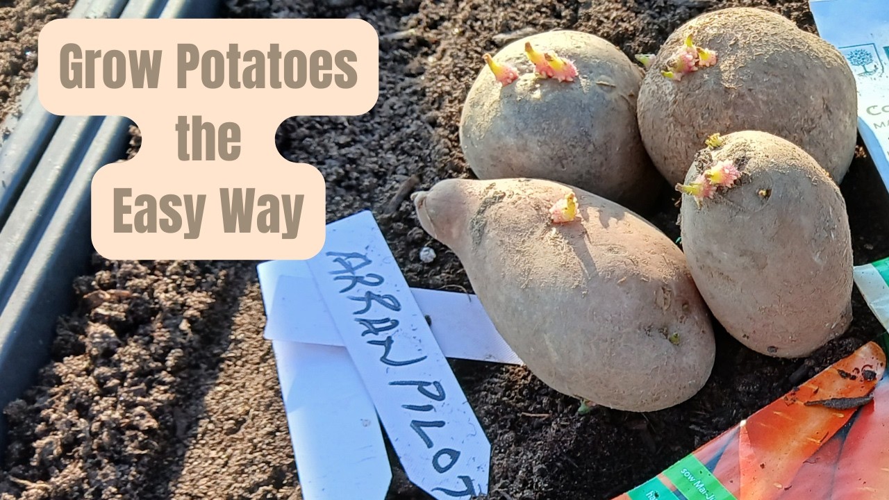 How to Grow Potatoes from Start to Finish (Including My Grandad’s Storage Method)