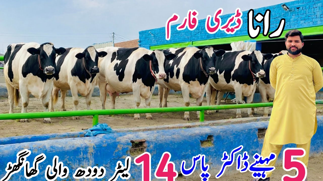 🚀 Rana Dairy Farm | Premium Khanger Cows For Sale 🐄 | Australian Friesian Cross | High Milk Yield