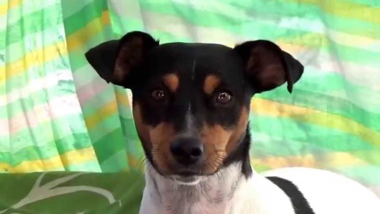 Ratonero Bodeguero Andaluz ladrando cuando es enfocado por una cámara de video