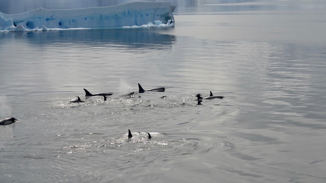 Orcas - Dallmann Bay to Marguerite Bay