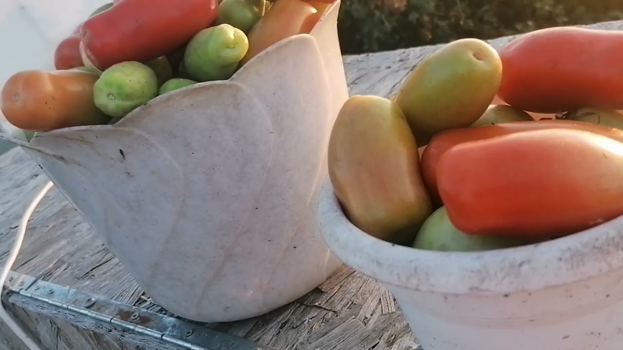 Конец сезона. Видео отчёт по просьбе подписчика. 🥒🌶️🍅