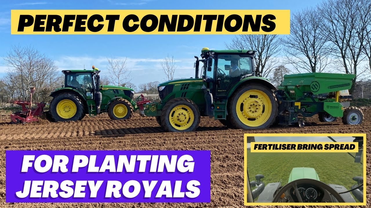 Busy week! First outdoor Jersey Royals uncovered, fertiliser going on the grass, planting continues.