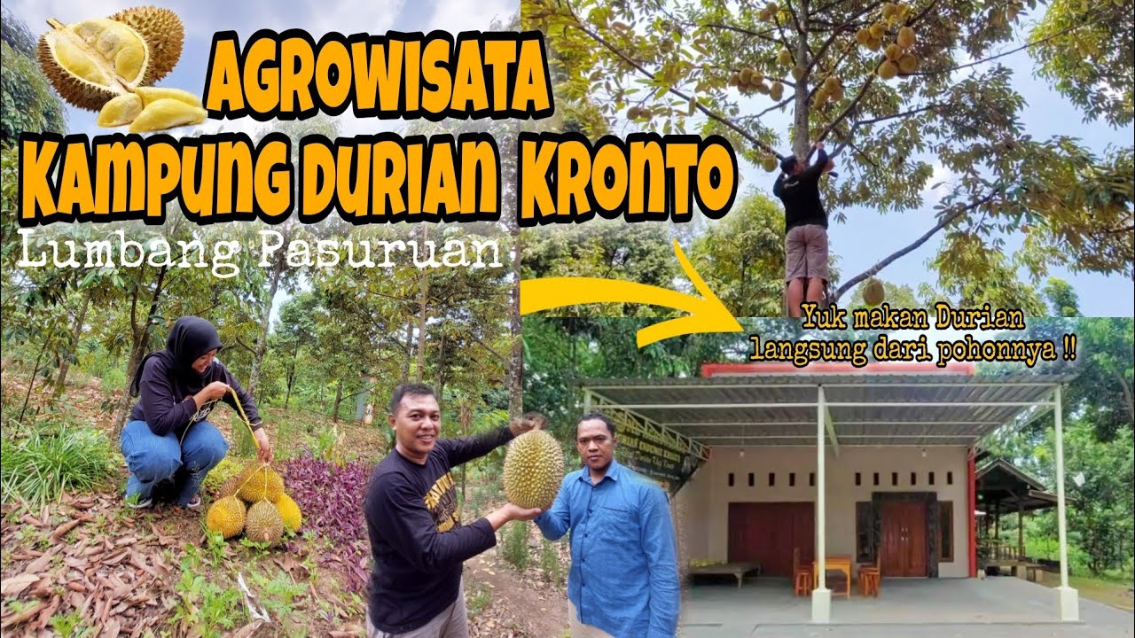 AGROWISATA DURIAN KRONTO PASURUAN | Yuk kita petik Durian langsung dari pohonnya !!