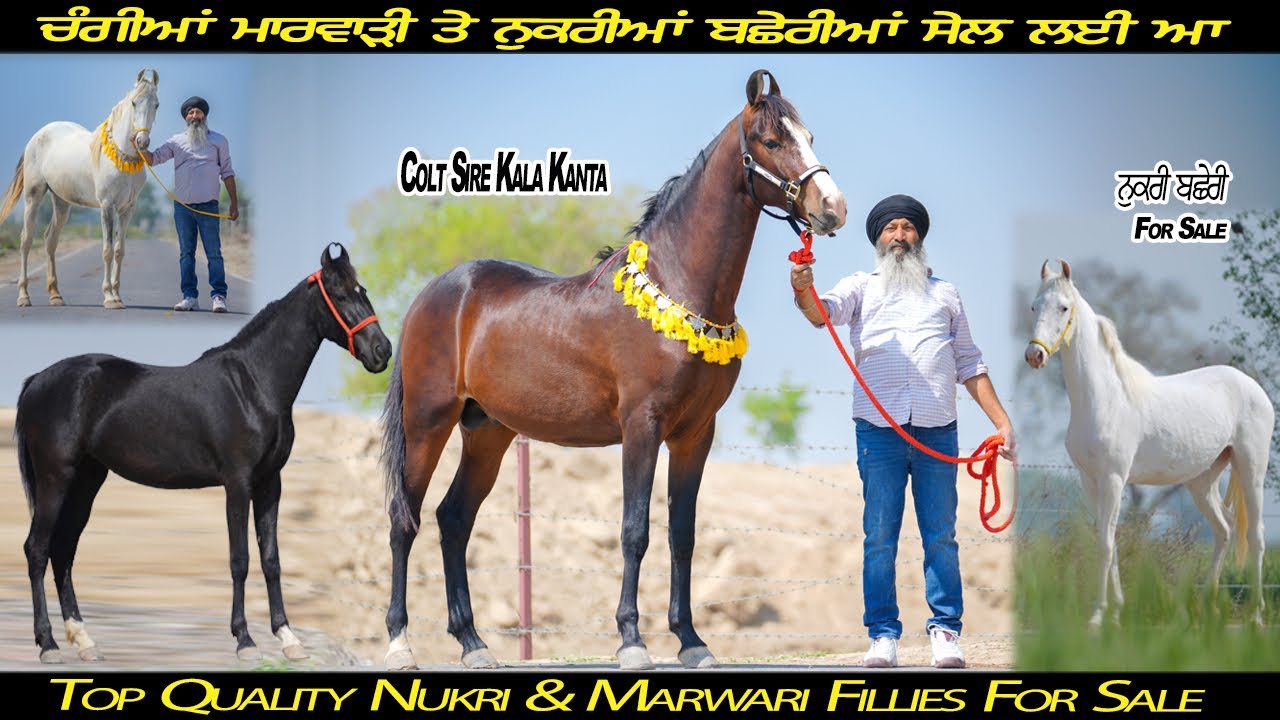 Top Quality Nukri & Marwari Fillies For Sale ਚੰਗੀਆਂ ਮਾਰਵਾੜੀ ਤੇ ਨੁਕਰੀਆਂ ਬਛੇਰੀਆਂ ਸੇਲ ਆ ਜਾਇਜ ਰੇਟ ਦੀਆਂ