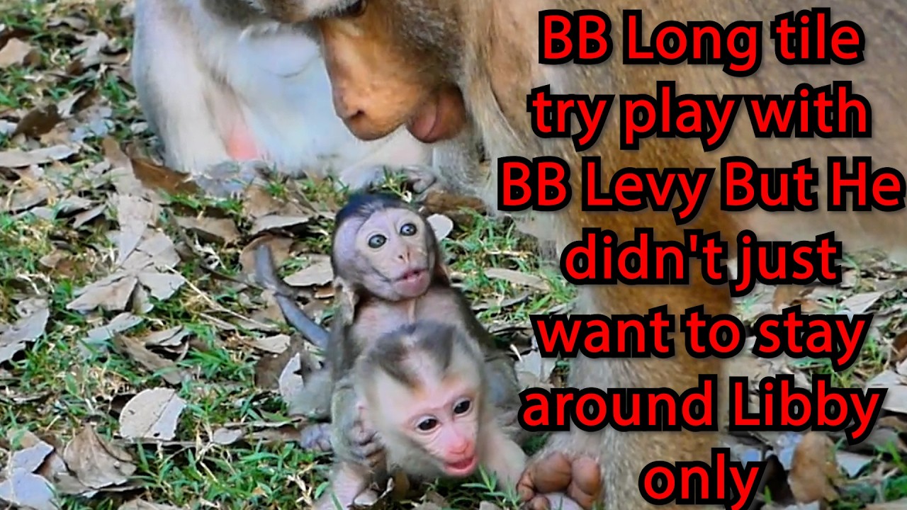 BB Long tile try play with BB Levy But He didn't just want to stay around Libby only & Respect RB