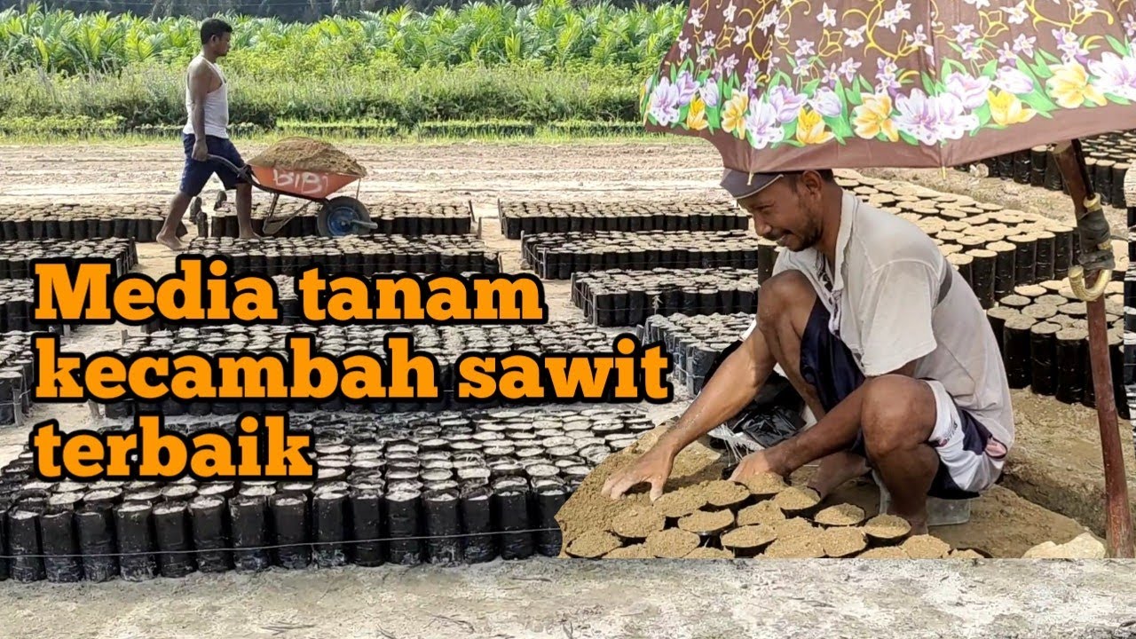 Media tanam kecambah sawit terbaik || Cara yg benar mengisi polybag kecil (prenursery)