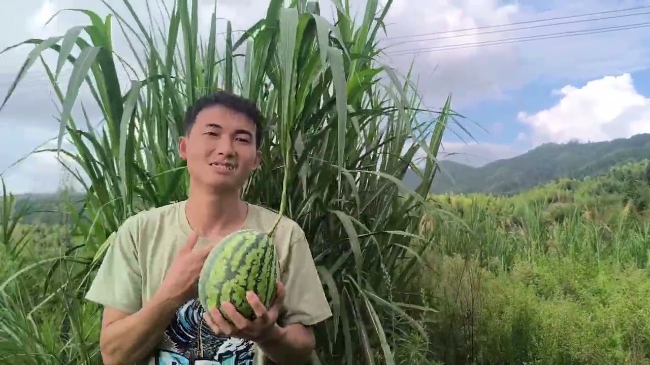 Manlang (Mantu Petualang) Diajak Mama Mertua Cari Semangka Diatas Gunung Untung Dekat Rumah 