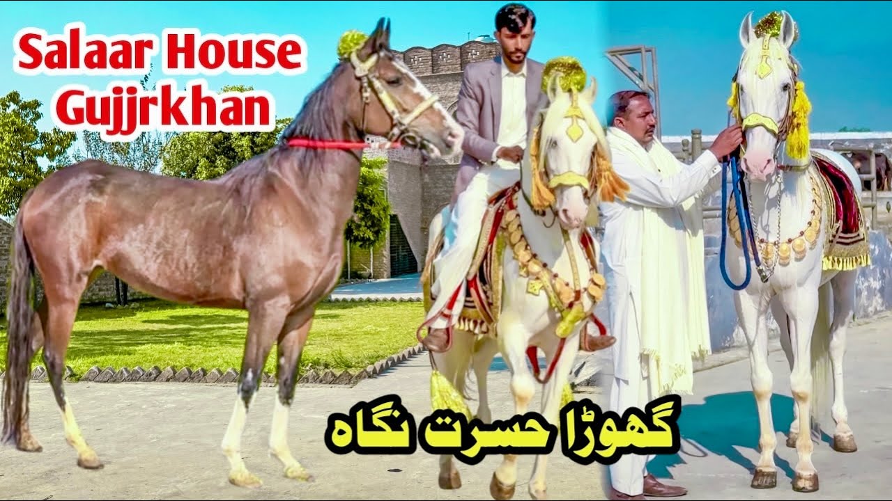 Gujjarkhan se Ghoron ka Shok || Salaar House kay Shandar Ghory