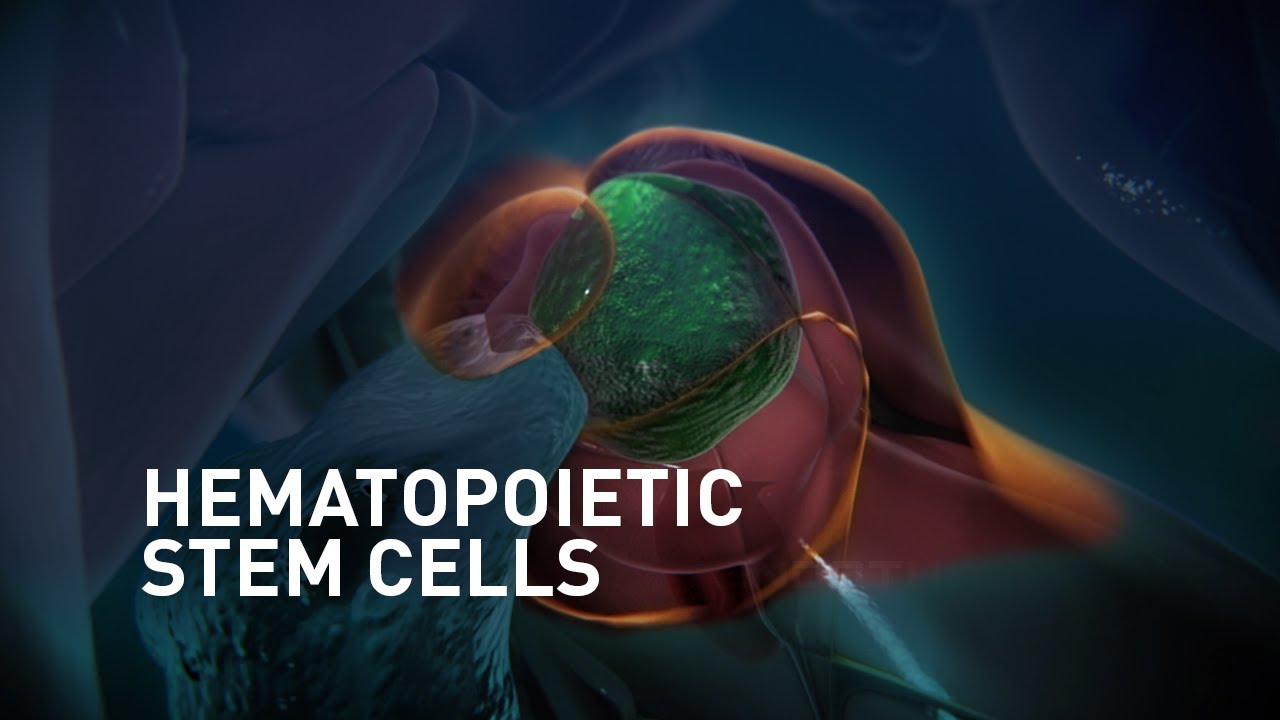 Hematopoietic Stem Cells Induction and Migration in Zebrafish | Science Animation | MoA Animation