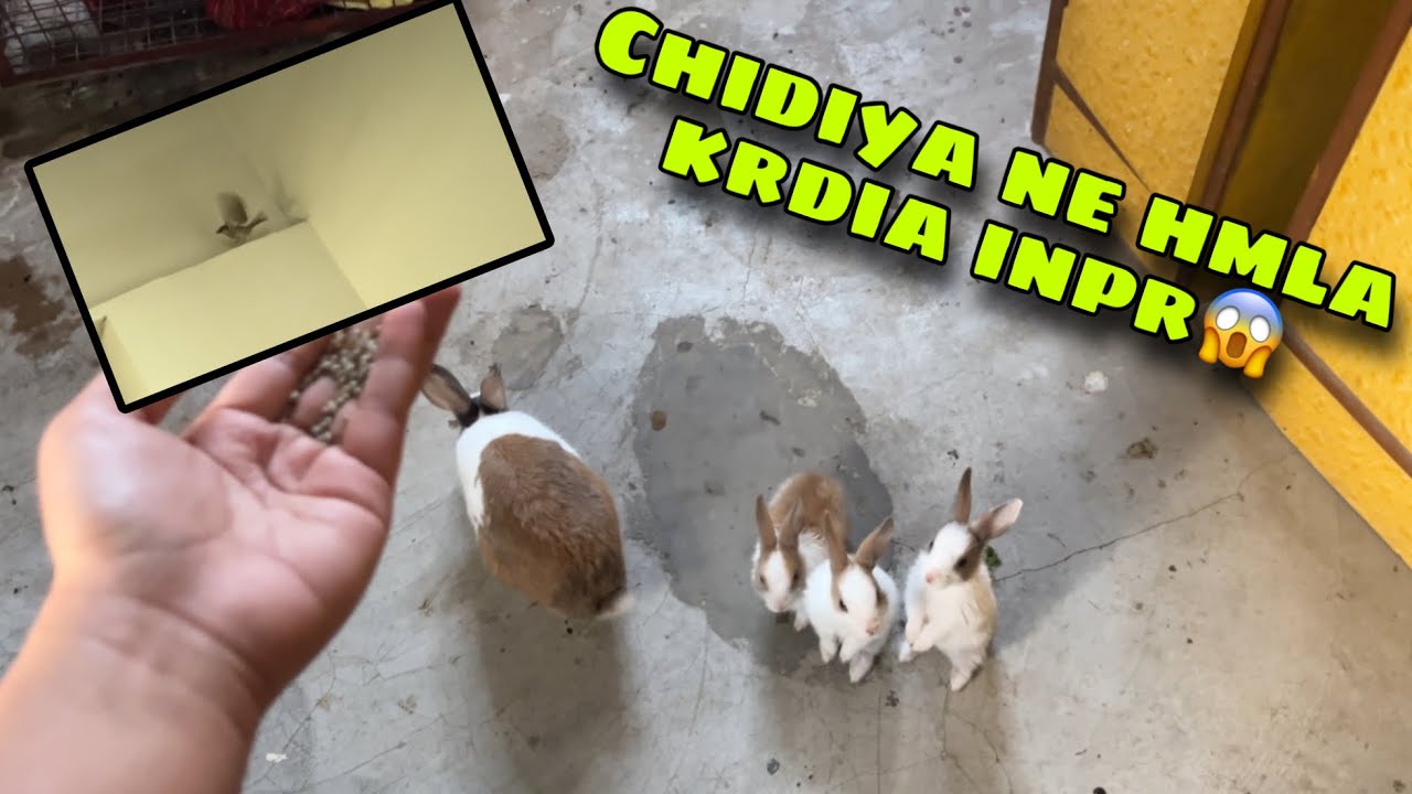 🦅 Ekdum S Kaise Aagyi Chidiya😱 || Bchcho Ko Drr Ni Lga😱