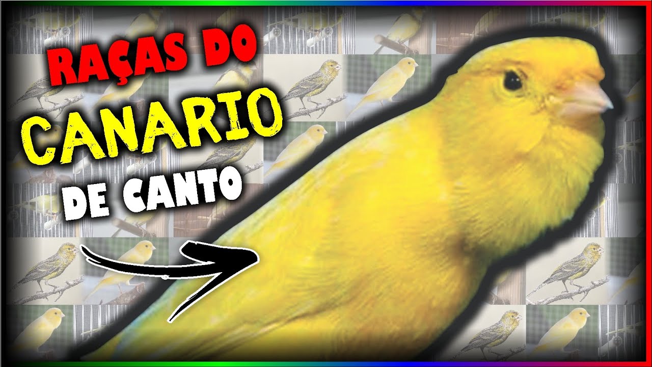 CANÁRIO DE CANTO - CONHEÇA AS PRINCIPAIS RAÇAS E VARIEDADES DA ESPÉCIE!
