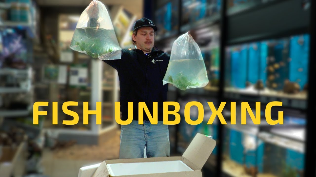 Fish unboxing