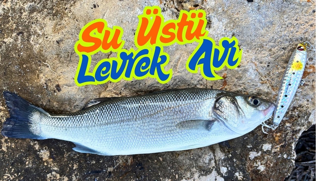 KIYILAR HIZLANIYOR !.. Yaz Sıcağında Levrek Avı / Su Üstü Levrek Avı / Atçek Spin Lrf Kıyı Balık Avı