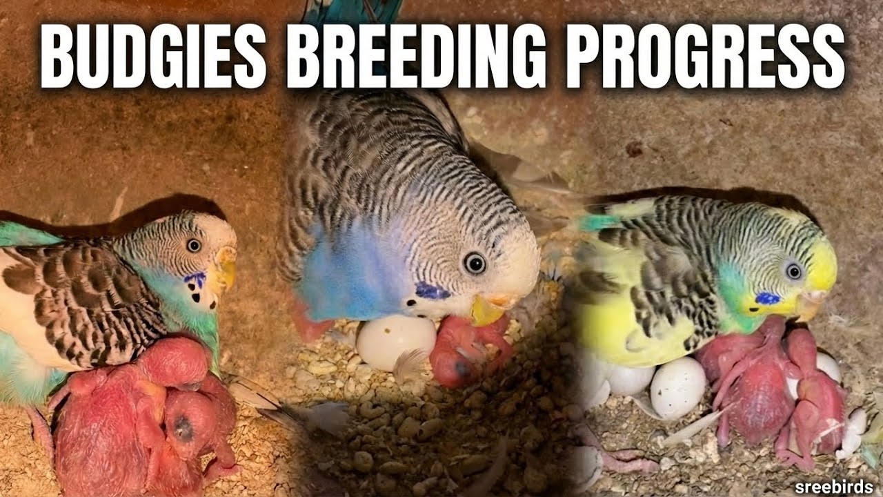 Budgies Breeding Progress 2026💙💛#birds#lovebirds #parrot#budgies #birdsounds#shorts #birdbreeding