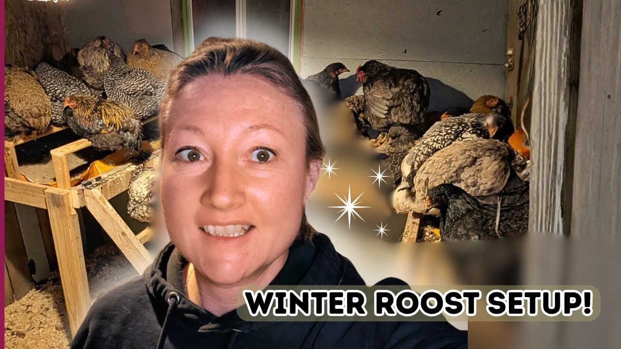 The Roosting System That Changed Our Coop (Easy Clean + Healthier Chickens)