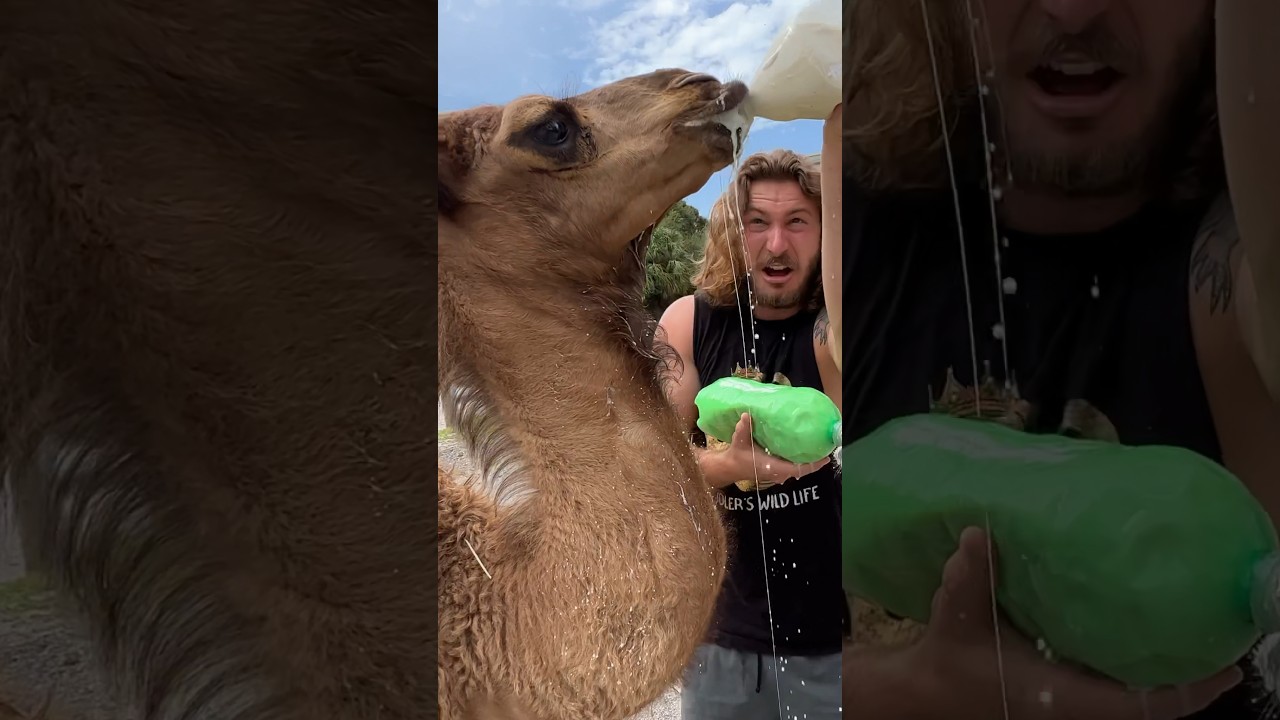 Hungry Baby Camels! #shorts #short #animal #wildlife #Camel #Baby