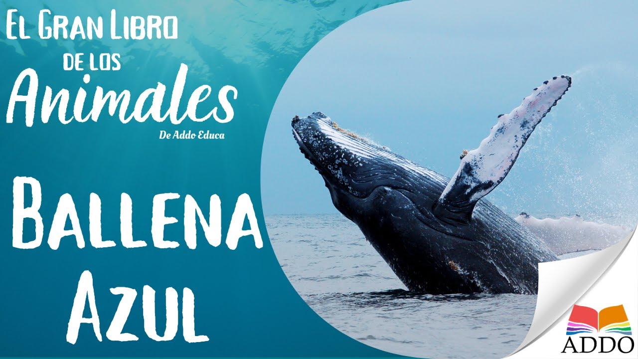 APRENDER sobre LA BALLENA AZUL para NIÑOS y NIÑAS