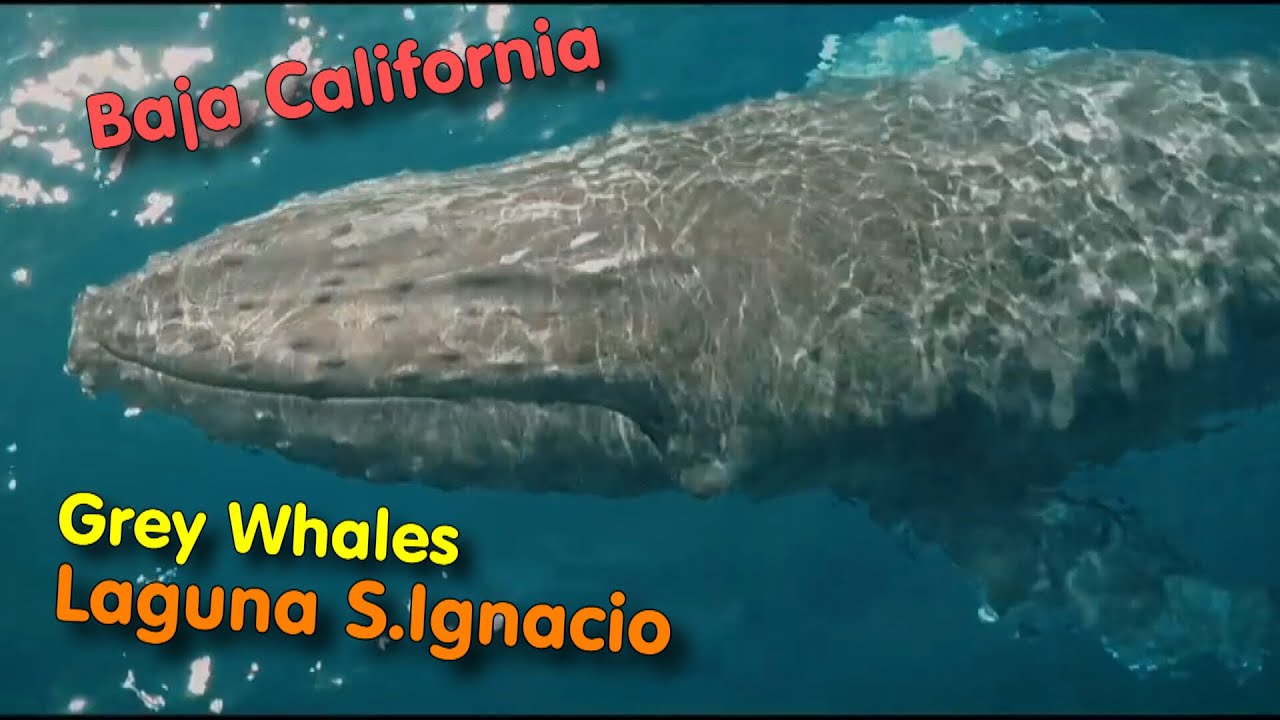 BAJA CALIFORNIA - whale watching a Laguna S.Ignacio - Riserva della Biosfera del Vizcaìno - MEXICO