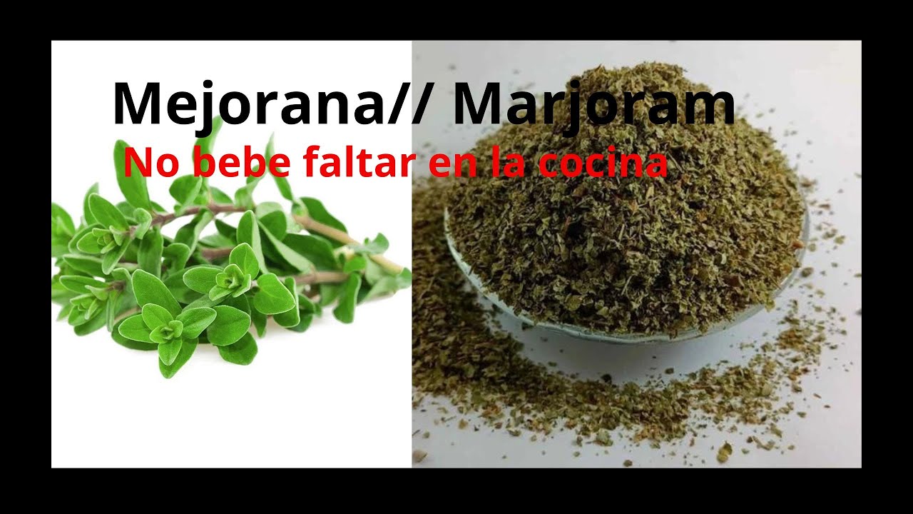 MEJORANA Que No Falte En Tu Cocina y Botiquin.#agrojardinencasa