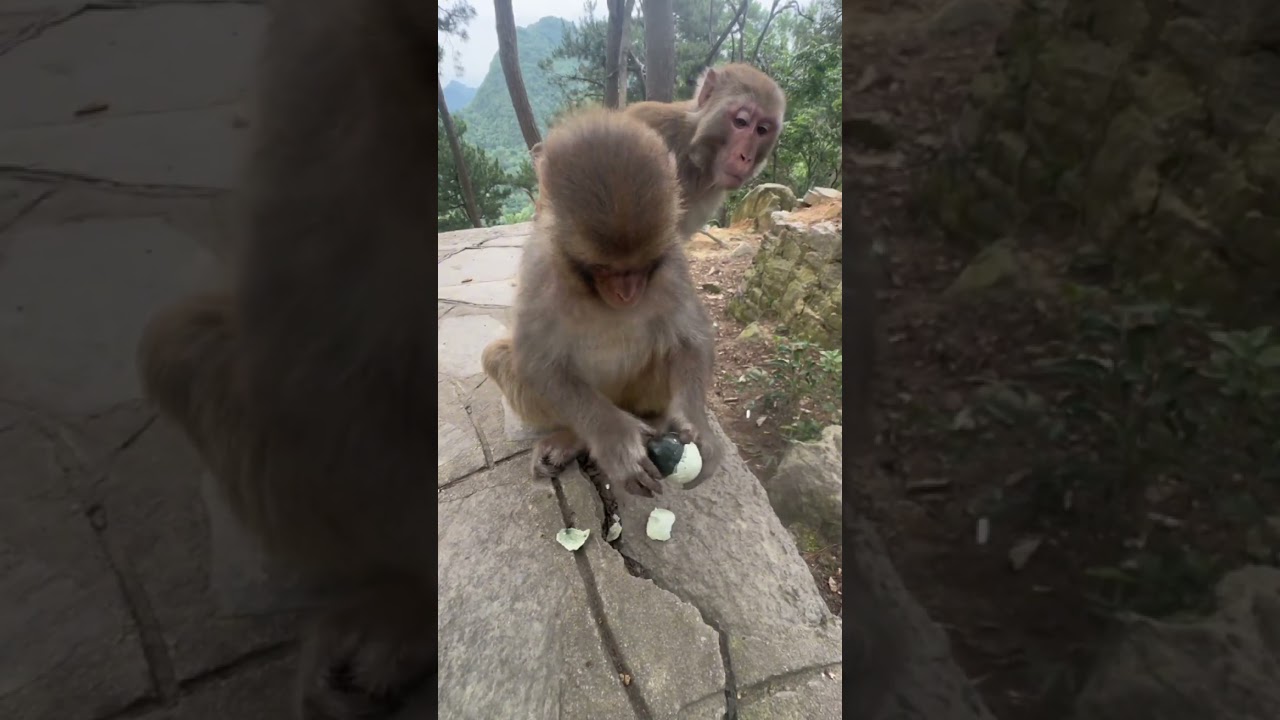 &iexcl;Este mono huele un huevo podrido antes de probarlo! 😱#shorts