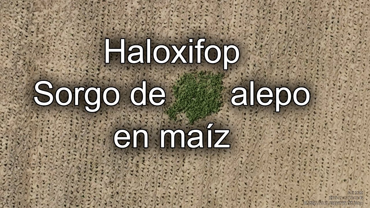 Haloxifop en Maíz Enlist: ¿Funciona contra Sorgo de Alepo? Review completo del marbete