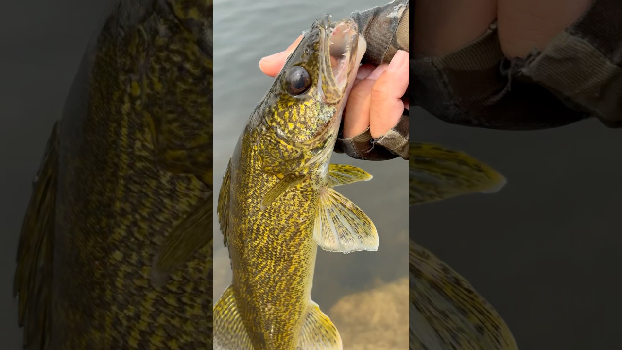 Trent river walleye #walleyefishing #walleye #fishingvideo #fishing