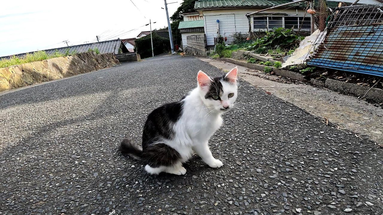 【田代島】【猫島】子猫なので最初は警戒心あるがだんだんと打ち解けていく