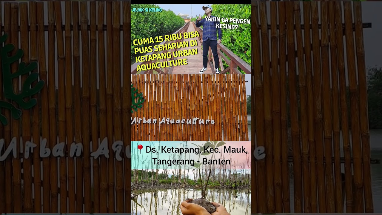 #shorts #youtubeshort #ketapangurbanaquaculture #tangeranghits