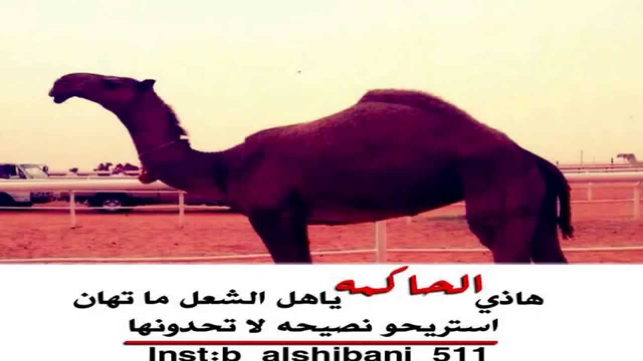 شيلة حنس ابا الخيل | اداء صوت الهيلا حاكم الشيباني