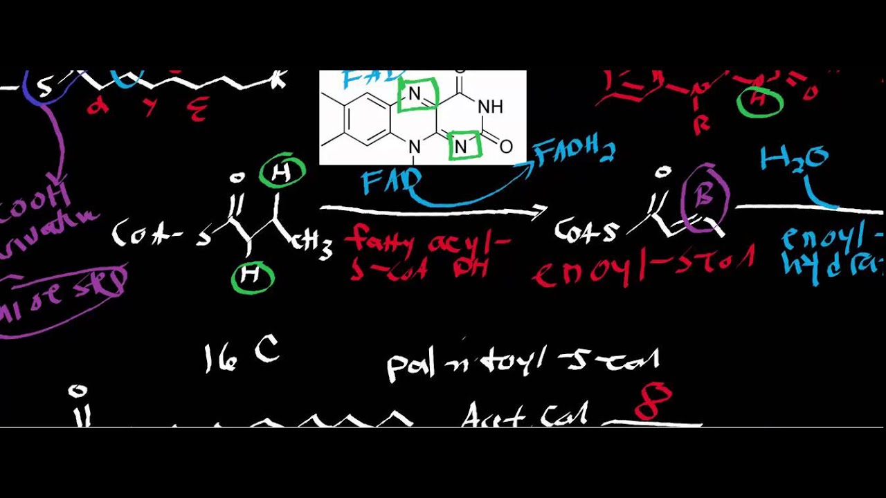 Biochemistry | β-Oxidation [Part 2]